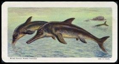 39 Ichthyosaur